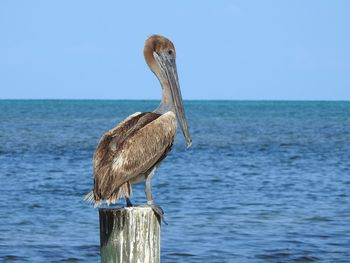 Bird perching on wooden post in sea against sky