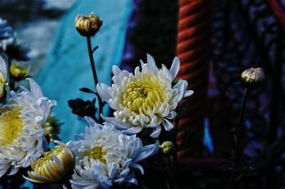 Close-up of white flowering plants