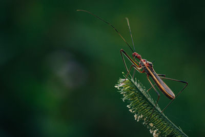 A zelus or assassin bug, percevejo assassino, zelus on a green grass.