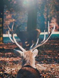 Close-up of deer on field