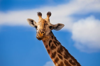 Low angle view of giraffe