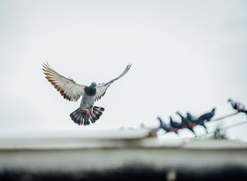 Pigeon flying over against sky