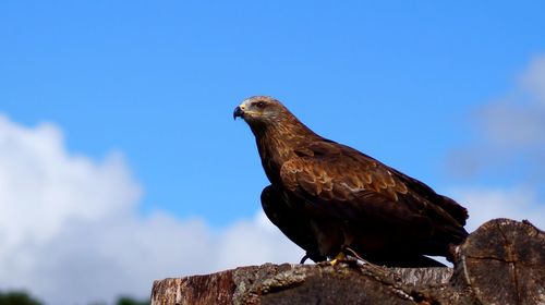 Low angle view of eagle perching on a rock