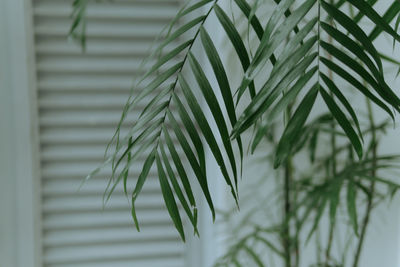 Close-up of palm tree leaves