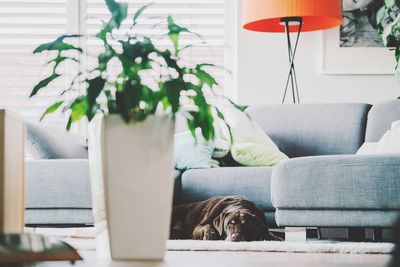 Dog relaxing on sofa at home