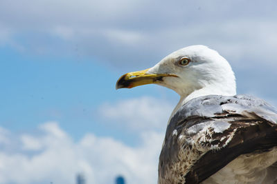 Close-up of seagull