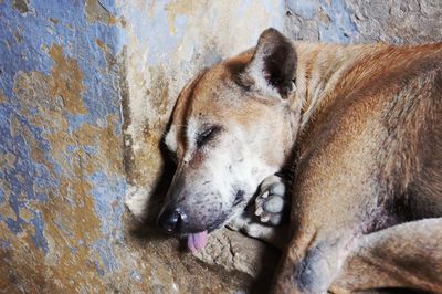 High angle view of dog sleeping on street