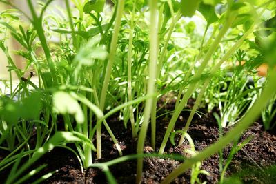 Close-up of fresh green plants in field