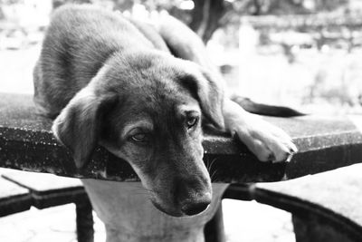 Close-up portrait of dog