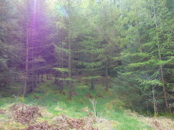 Trees in forest