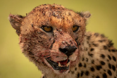 Close-up of cheetah looking away