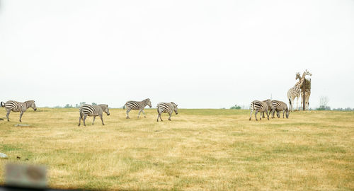 Horses on field against clear sky