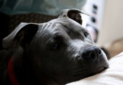 Close-up of a dog resting