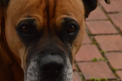 Close-up portrait of a dog