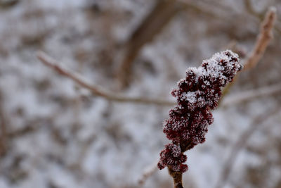 Close-up of frozen plant during winter