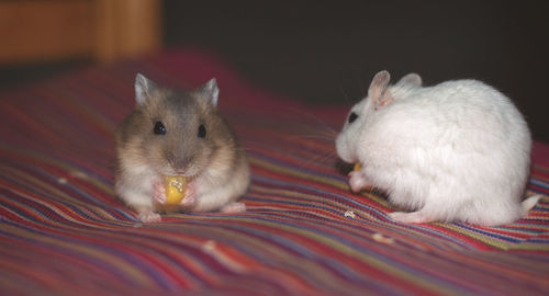 Close-up of two cats eating