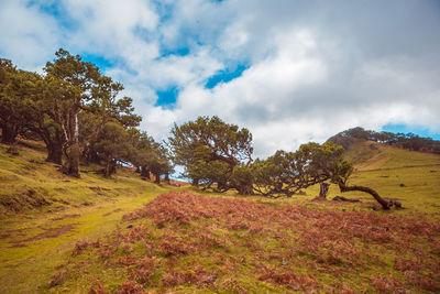 Trees on field against sky