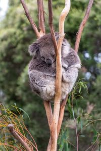 Koala bear sleeping on tree