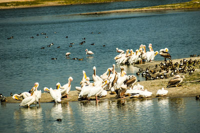 Flock of birds on lake