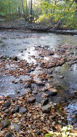 View of trees in forest