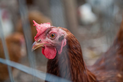 Close-up of rooster