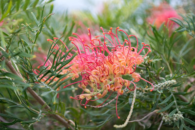 Close-up of red flowering plant