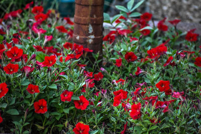 High angle view of red flowering plants on field