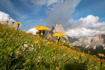 Close-up of yellow flowering plants on land against sky