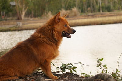 Dog looking away on field