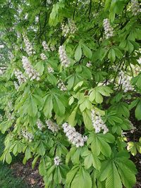 Close-up of flowers growing on tree