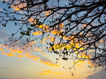 Low angle view of tree branches against sky