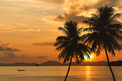 Tropical palm tree at sunset