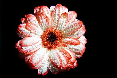 Close-up of flower over black background