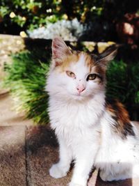 Portrait of cat sitting outdoors