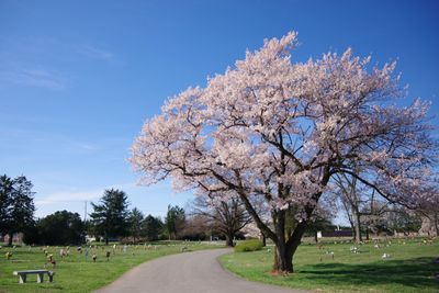 Trees on field against sky