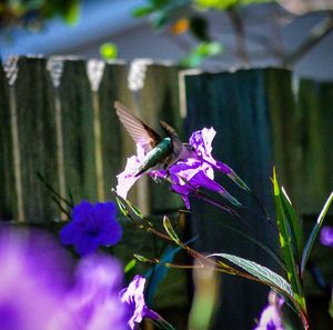 Close-up of butterfly on purple flowers growing in garden