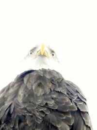 Low angle view of eagle against clear sky