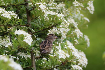 Bird perching on tree