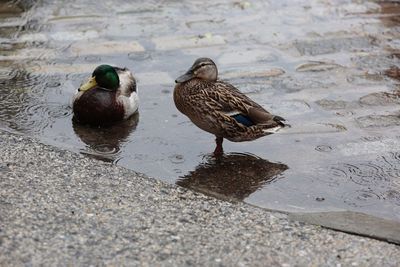 Mallard ducks in water