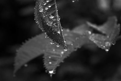 Close-up of wet plant leaves during winter