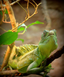 Low angle view of lizard on plant at field