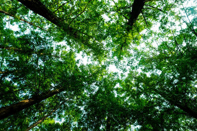 Low angle view of bamboo trees in forest