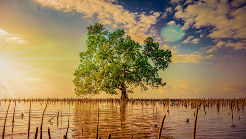 Tree by lake against sky during sunset