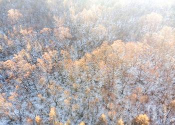 Full frame shot of pine trees in forest during winter