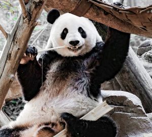 View of a cat sitting on tree