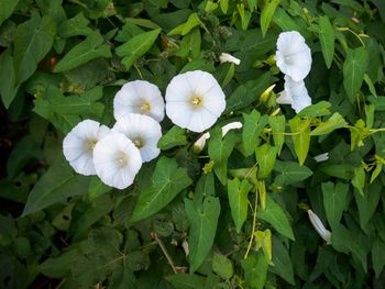 High angle view of white flowering plants