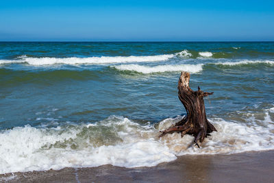 Driftwood on beach