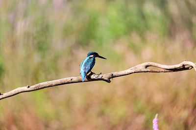 Close-up of bird perching on branch