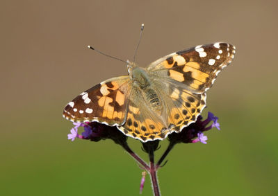 Butterfly pollinating flower