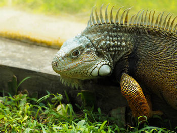 Close-up of a lizard on a field